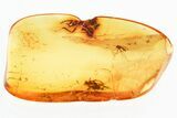 Fossil Chalcid Wasp, Scuttle Fly, and True Midge in Baltic Amber #328140-2